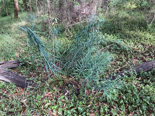Macrozamia spiralis, photograph 4