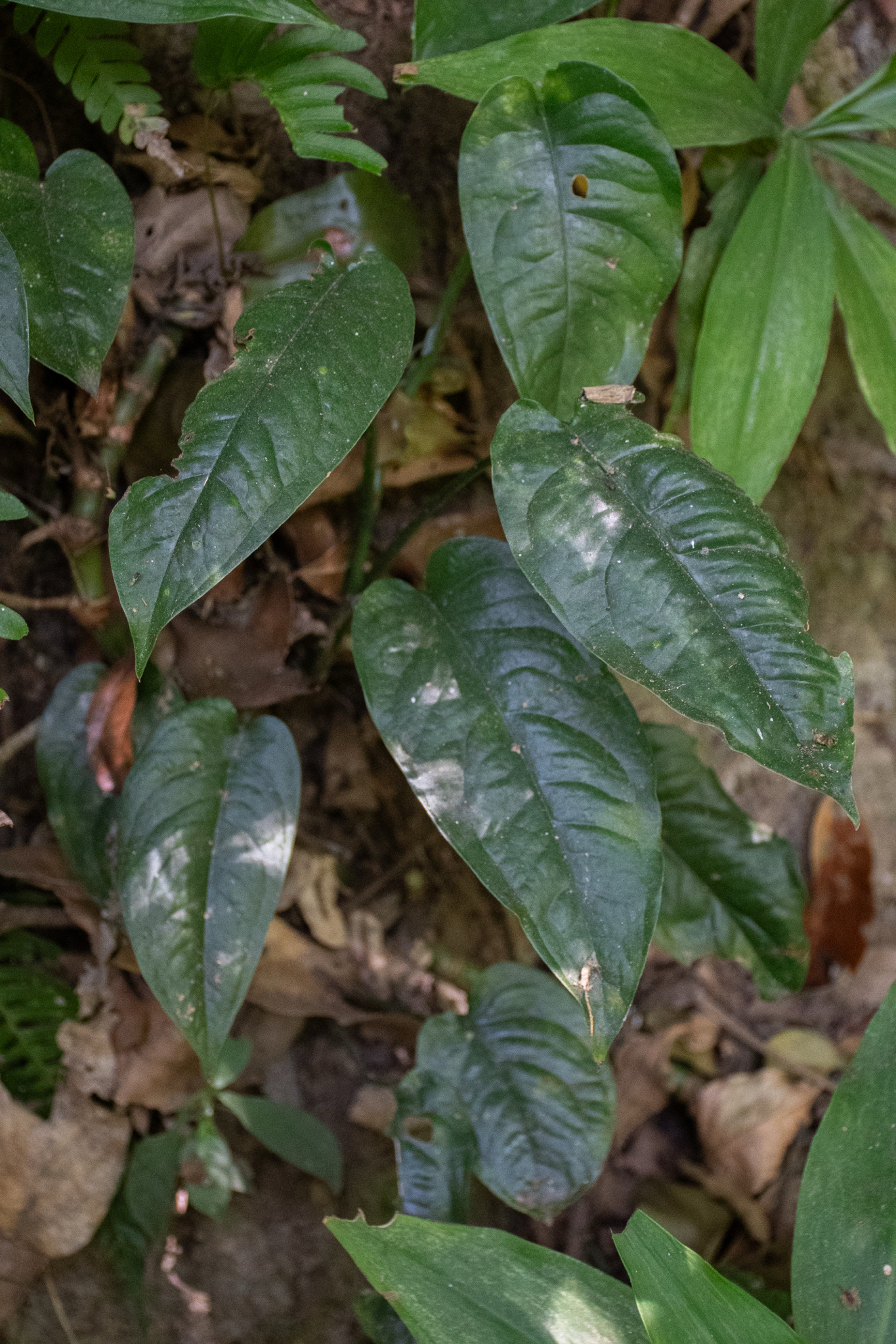 Imagem de Monstera prateada