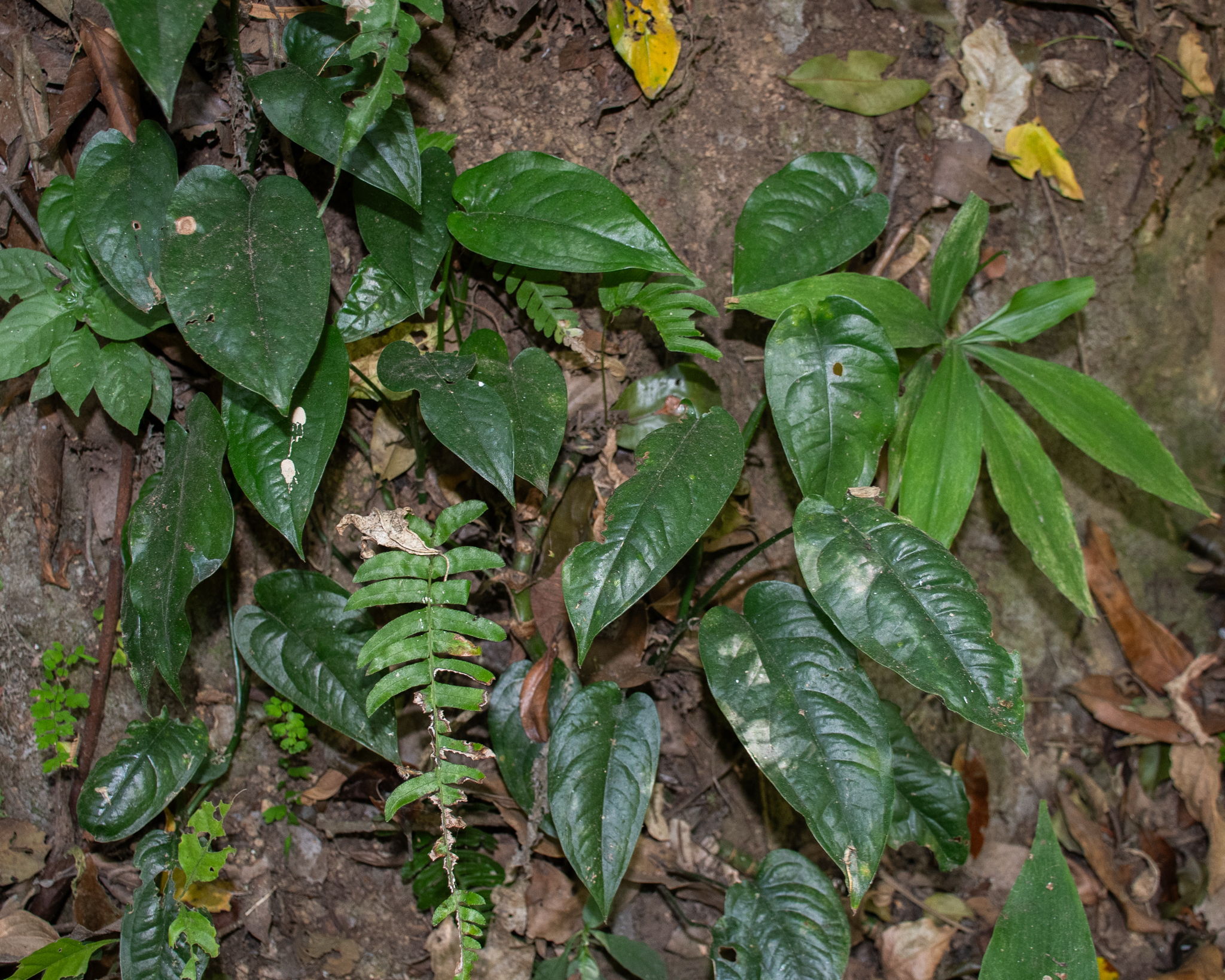 Imagem de Monstera prateada