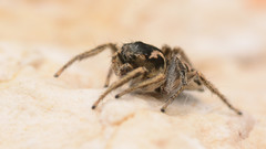 Habronattus borealis