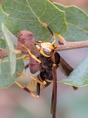 Polistes comanchus navajoe