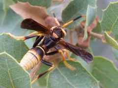 Polistes comanchus navajoe