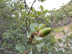 Polistes comanchus navajoe