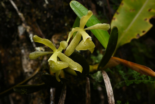 Epidendrum pallidovirens Hágsater, E.Santiago & J.Duarte