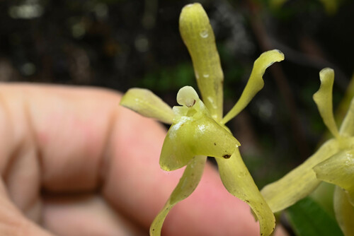 Epidendrum pallidovirens Hágsater, E.Santiago & J.Duarte 2