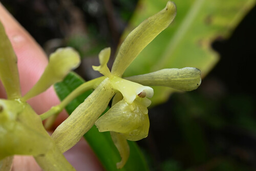 Epidendrum pallidovirens Hágsater, E.Santiago & J.Duarte 3