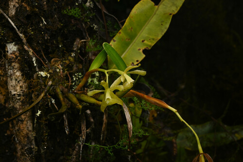 Epidendrum pallidovirens Hágsater, E.Santiago & J.Duarte 4