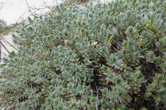 Pimelea lyallii