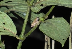 Diasporus diastema