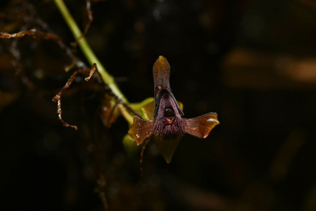 Telipogon deuterocuscoensis