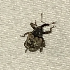 Conotrachelus geminatus