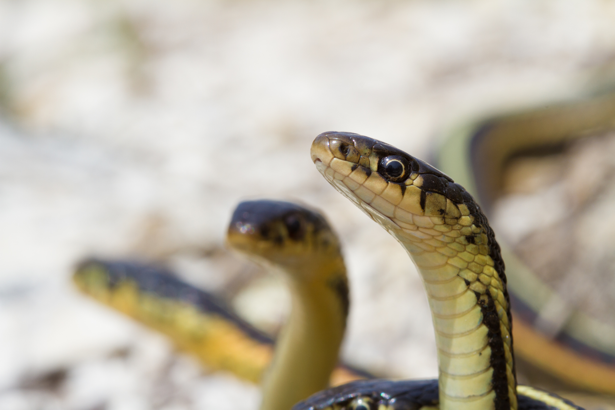 Red-tailed pipe snake not dangerous. but like to lift and spread the tail  to threaten the enemy to misunderstand that is venomous imitate cobra. in  agricultural garden countryside of Thailand. Stock Photo