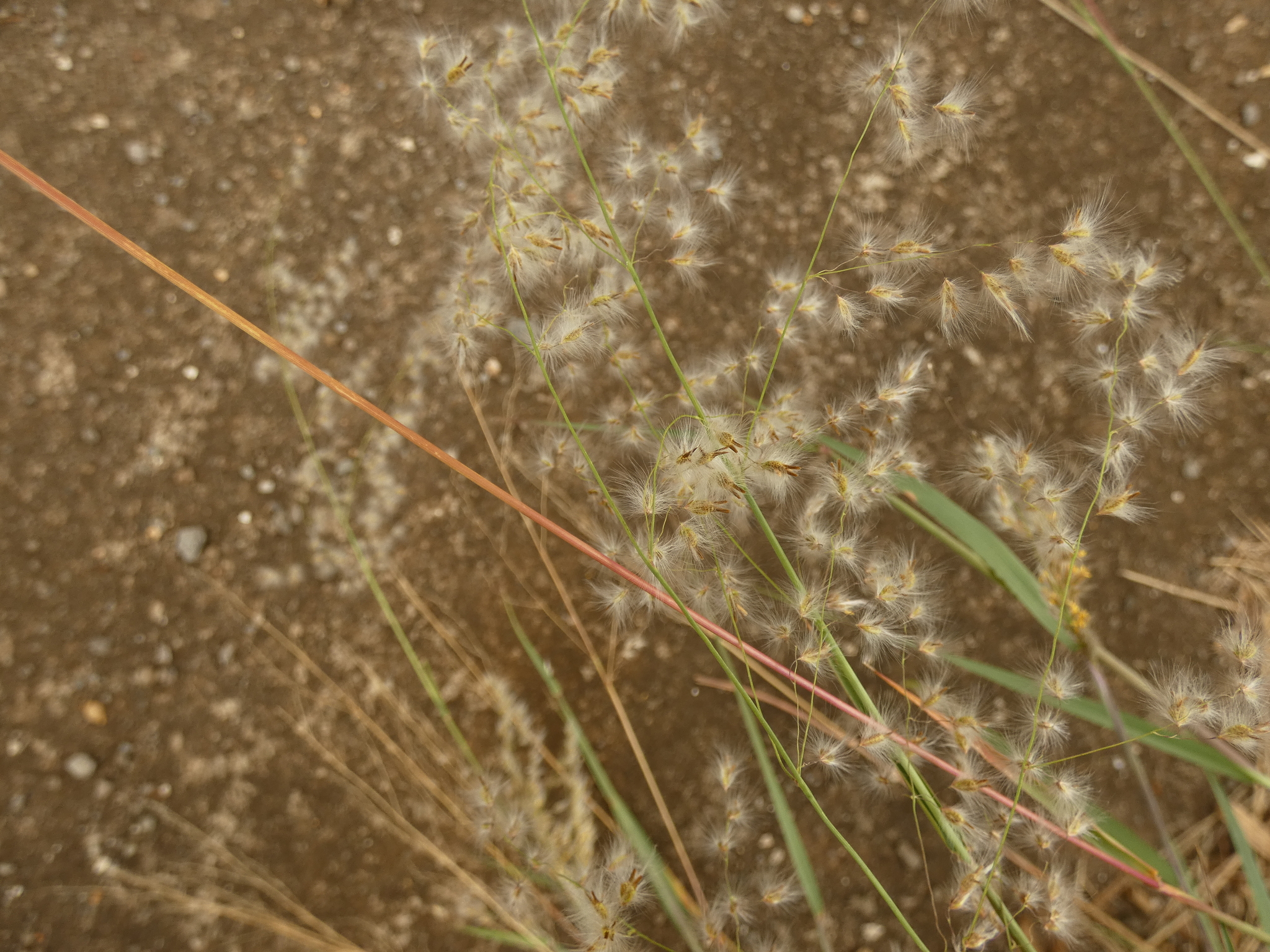 Melinis repens