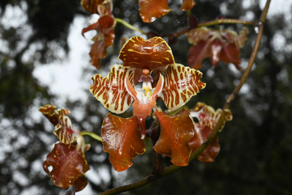Cyrtochilum minax