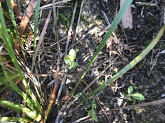 Billardiera scandens