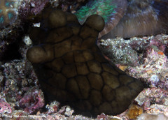 Coriocella nigra