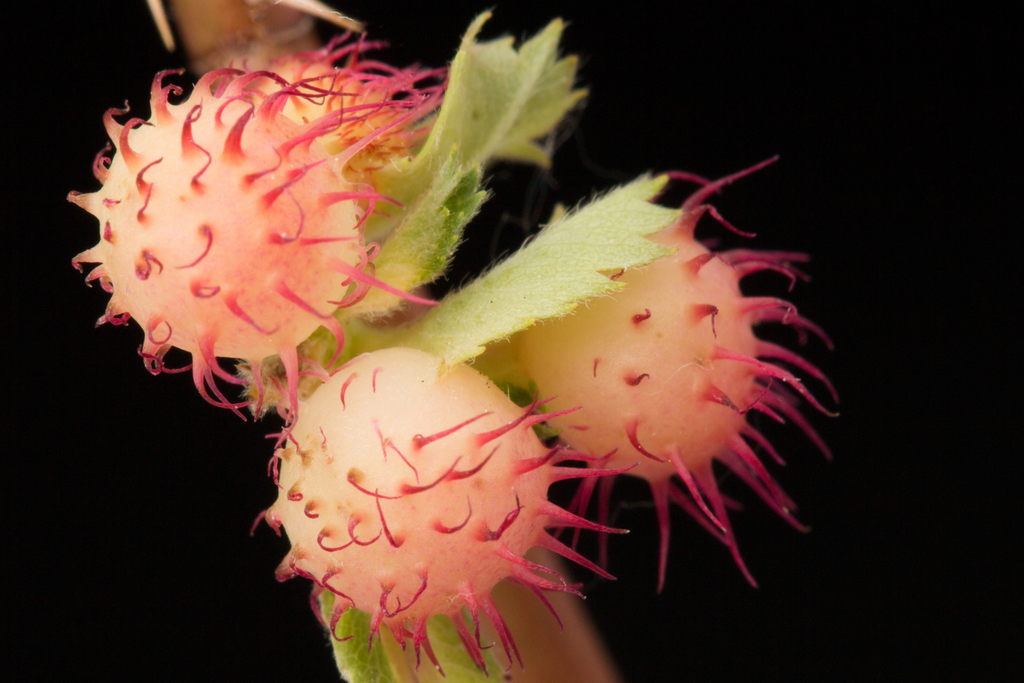 Spiny Leaf Gall Wasp