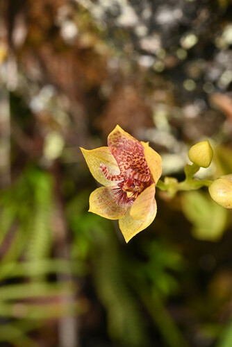 Andean Fly Orchid (Trichoceros antennifer)