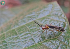 Dictyopsocus pennicornis