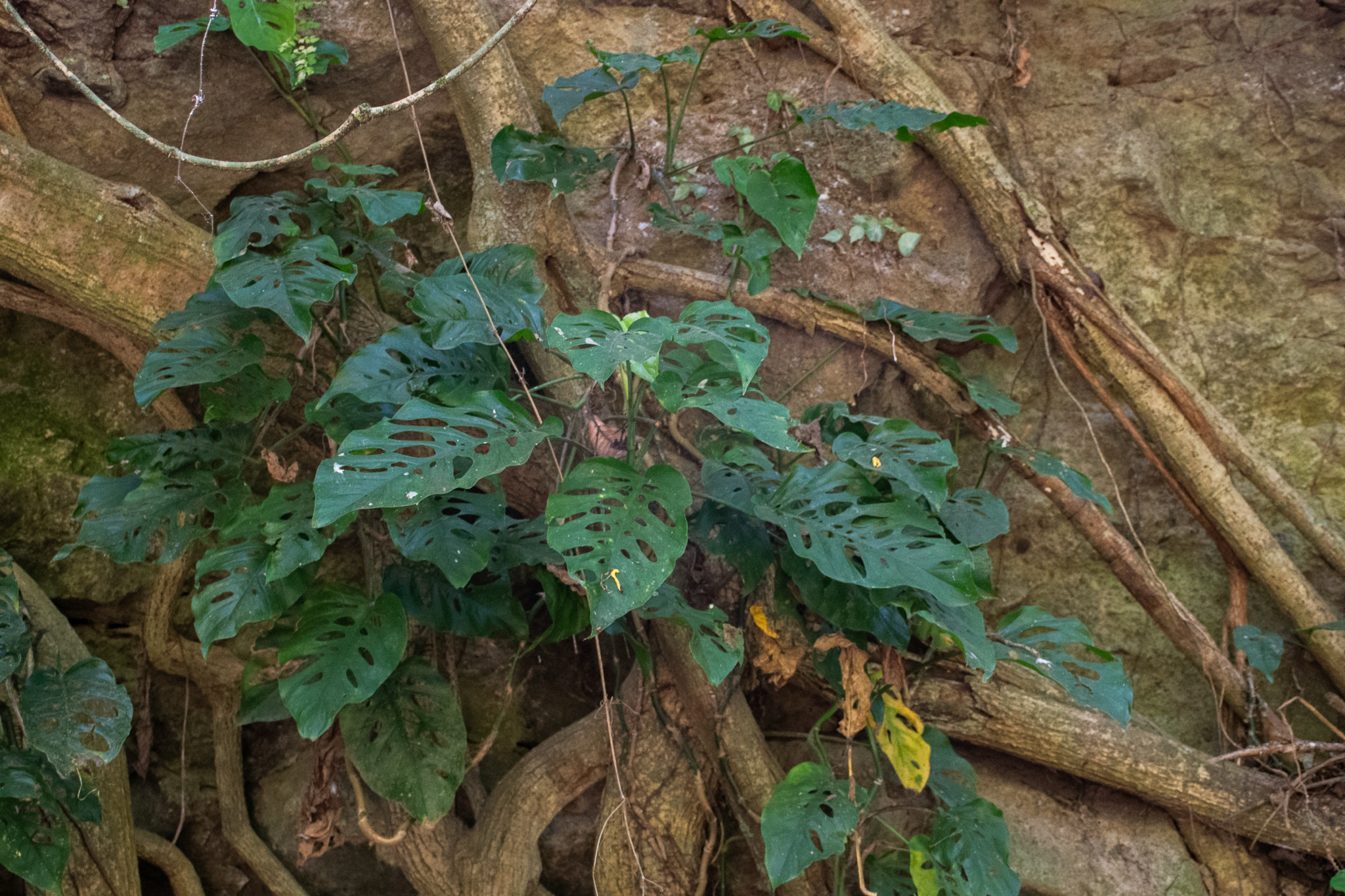 Imagem de Monstera prateada