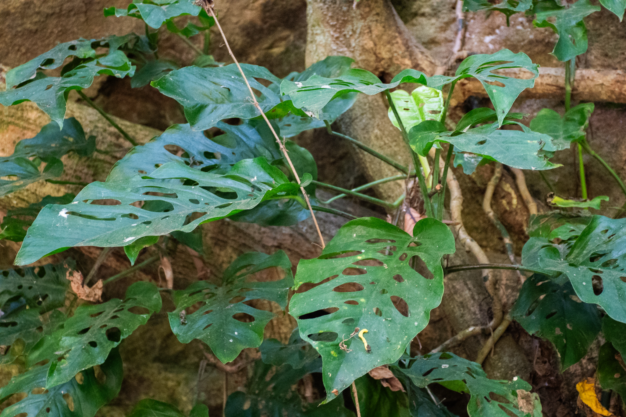 Imagem de Monstera prateada