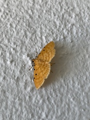Phaedropsis