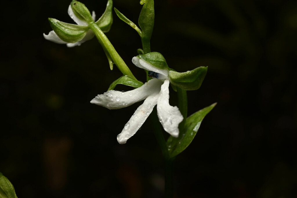 Habenaria corydophora