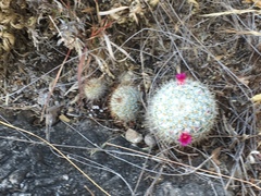 Mammillaria albilanata