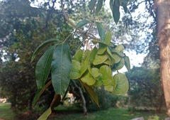 Balfourodendron riedelianum, photograph (c) Rafael Rosa, some rights reserved (CC BY-SA)