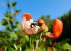 Cerotainia