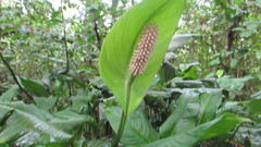 Spathiphyllum