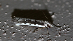 Philobota stella