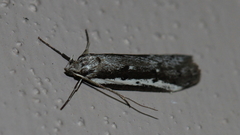 Philobota stella