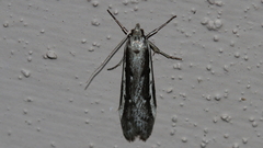 Philobota stella