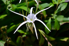 Hymenocallis speciosa