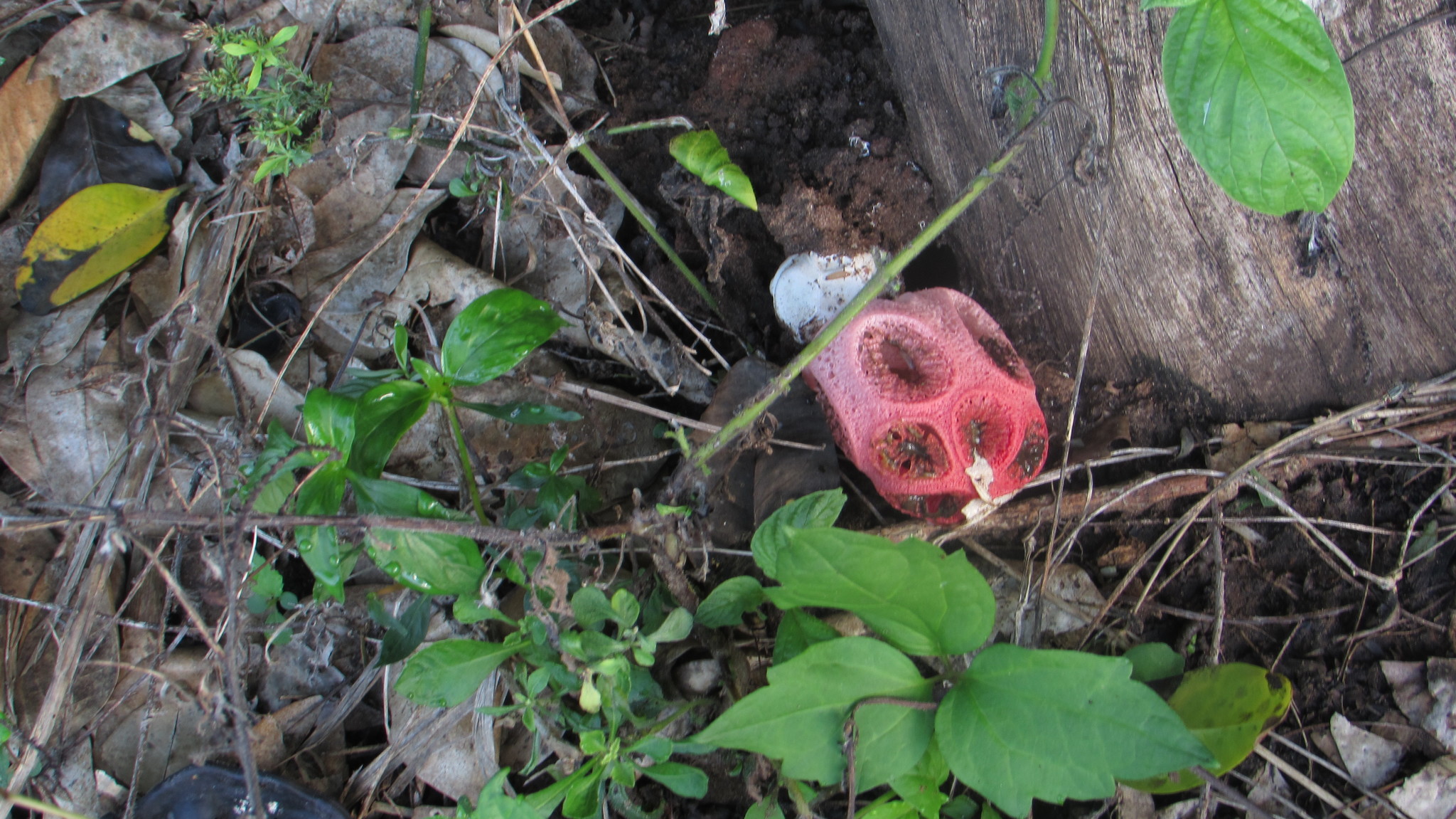 Clathrus image