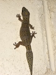 Oedura fimbria