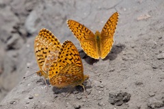 Speyeria hesperis ratonensis