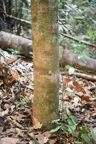 Catostemma digitata