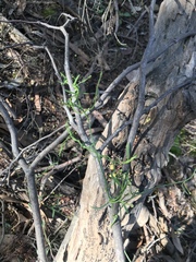 Thysanotus patersonii