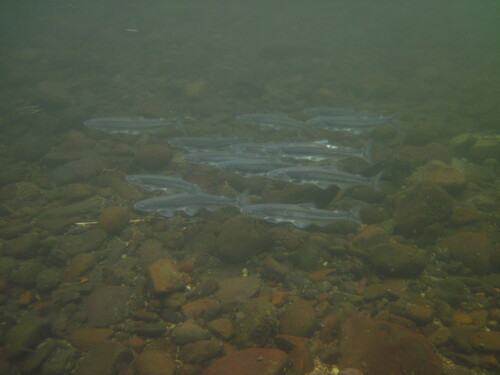Candlefish (Thaleichthys pacificus) — Osmeridae — 5