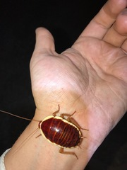 Anamesia frenchii