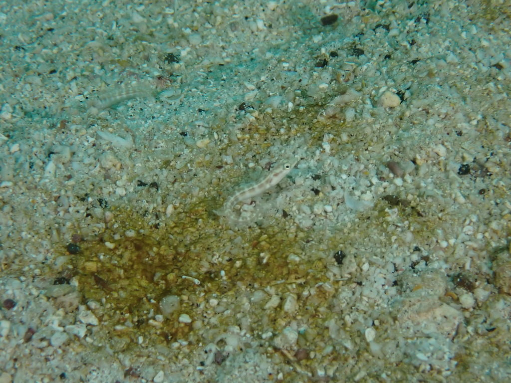 Schmitt's pikeblenny (Chaenopsis schmitti) — Chaenopsidae