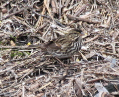 Passerculus sandwichensis beldingi