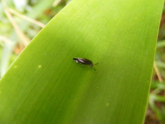 Dypsocus
