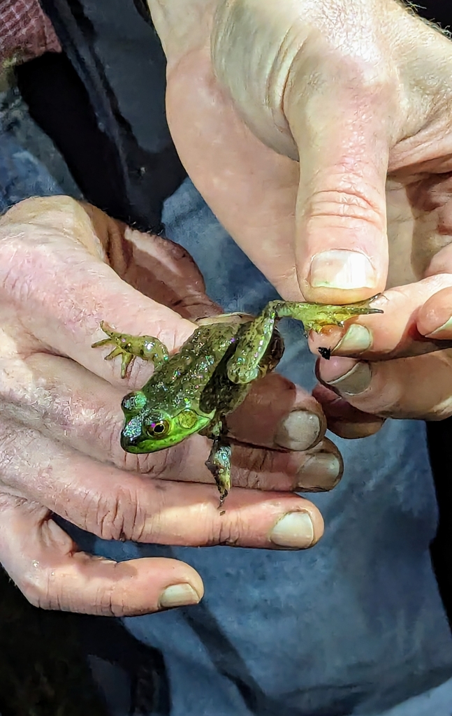 American Bullfrog from Village St. George, LA 70810, USA on March 10 ...