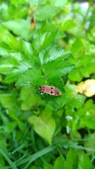 Physopelta quadriguttata