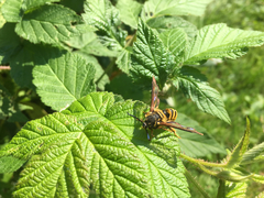 Pennisetia marginatum