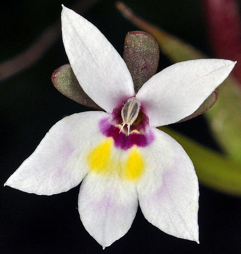 Downingia laeta