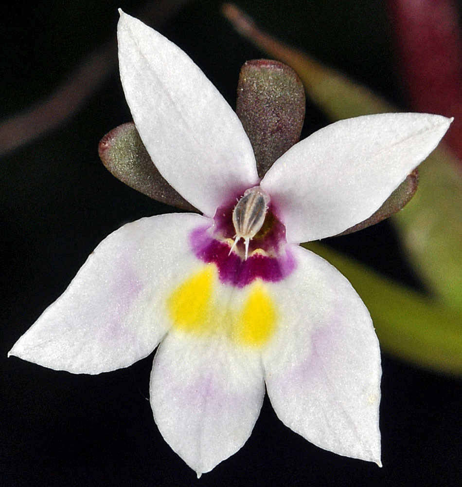 Downingia laeta